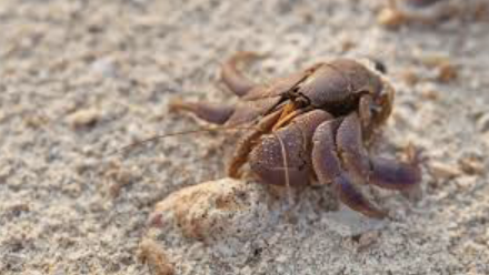 hermitcrab